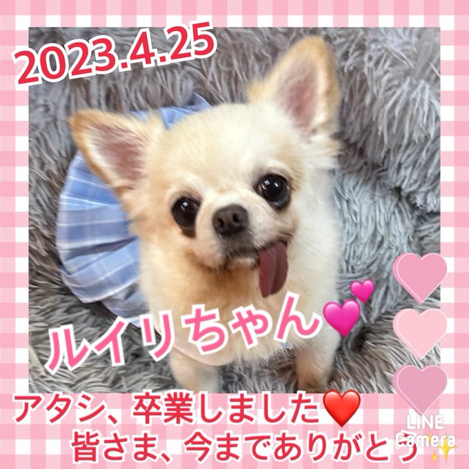 ★ルイリ★2023,2,3ー2023,4,24【保護犬カフェ天神橋店】